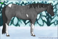 Horse Color:Blue Roan Tobiano