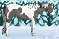 Horse Color:Grullo Splash Tobiano 