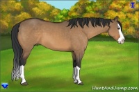 Horse Color:Bay Dun Splash