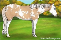 Horse Color:White Spotted Silver Amber Champagne Splash 