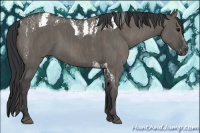 Horse Color:Grullo Splash Tobiano  Brindle