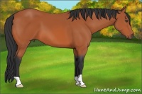 Horse Color:Bay 
