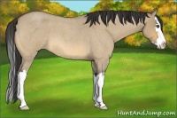 Horse Color:Buckskin Roan Dun Splash