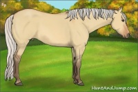 Horse Color:Silver Bay Dun