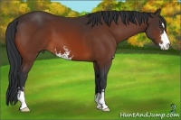 Horse Color:Bay Sabino 