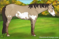 Horse Color:Classic Champagne Dun Splash Frame 