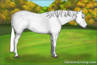 Horse Color:Gray Bay Sabino