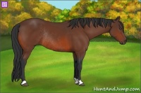 Horse Color:Bay Rabicano 