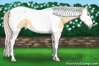 Horse Color:Silver Amber Champagne Dun Splash Tobiano