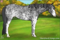 Horse Color:White Spotted Black