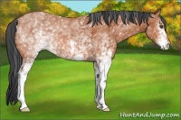 Horse Color:White Spotted Bay 