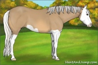 Horse Color:Silver Buckskin Splash
