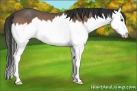 Horse Color:Buckskin Roan Splash 
