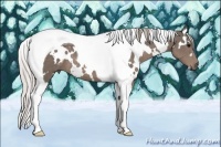 Horse Color:White Spotted Silver Black Tobiano 