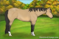 Horse Color:Buckskin
