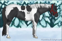 Horse Color:Black Tobiano 