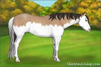 Horse Color:Amber Champagne Sabino Splash