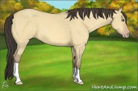Horse Color:Amber Cream Champagne Dun 