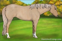 Horse Color:Palomino Roan 