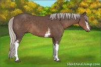 Horse Color:White Spotted Silver Black