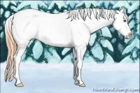 Horse Color:Amber Cream Champagne Splash Tobiano Appaloosa