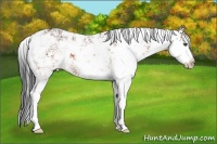Horse Color:Bay Sabino