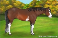 Horse Color:White Spotted Bay Splash 