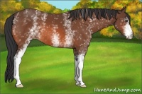 Horse Color:White Spotted Bay 