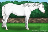Horse Color:White Spotted Silver Smoky Grullo Splash Appaloosa 