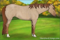Horse Color:Unknown 