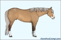 Horse Color:Silver Bay Dun Splash 
