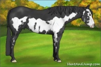 Horse Color:Black Splash Frame