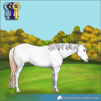 Horse Color:Amber Champagne Tobiano Appaloosa 