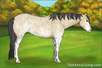 Horse Color:White Spotted Buckskin Dun 