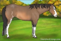 Horse Color:White Spotted Buckskin Roan Splash 