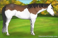 Horse Color:Buckskin Splash 