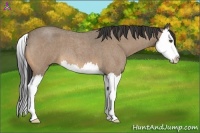 Horse Color:Buckskin Roan Splash 