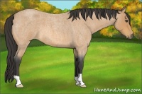 Horse Color:Buckskin Roan