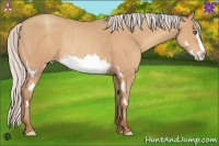 Horse Color:Silver Amber Champagne Splash Frame Rabicano 