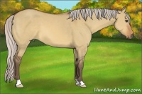 Horse Color:Silver Bay Dun 