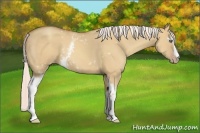 Horse Color:White Spotted Silver Classic Champagne Dun 