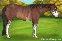 Horse Color:Bay Sabino Rabicano