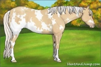 Horse Color:White Spotted Silver Classic Champagne 