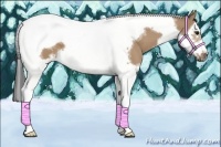 Horse Color:Bay Dun Splash Tobiano Frame