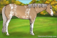 Horse Color:White Spotted Silver Bay Dun