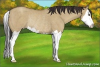 Horse Color:Classic Champagne Dun Sabino Splash Rabicano