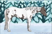 Horse Color:White Spotted Silver Black Tobiano 