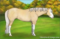 Horse Color:Silver Amber Champagne Dun Splash Rabicano