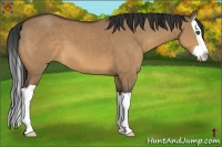 Horse Color:Bay Dun Splash