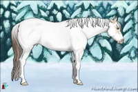 Horse Color:Classic Cream Champagne Dun Sabino Splash Tobiano Frame Rabicano 